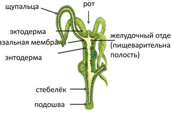 Kraken вход